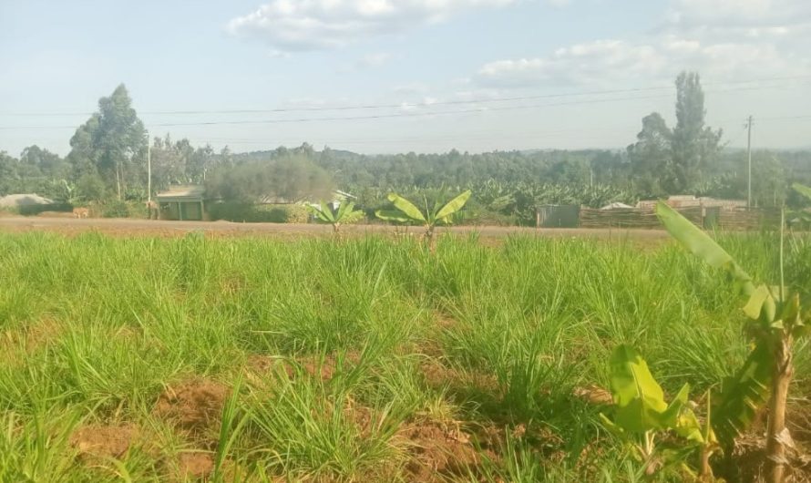 Kisii County Real Estate Listings February 2026: Land & Plots for Sale in Kisii, Nyamira, and Surrounding Regions